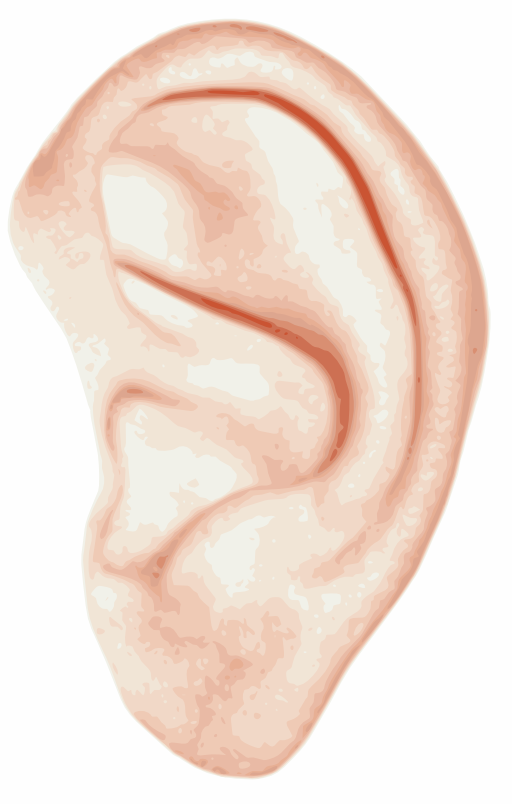 Human Ear