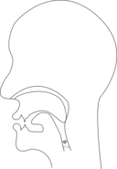 Midsagittal R Voiced Retroflex Approximant