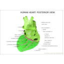 download Human Heart Posterior View clipart image with 90 hue color