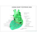 download Human Heart Posterior View clipart image with 135 hue color