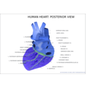 download Human Heart Posterior View clipart image with 225 hue color