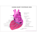 download Human Heart Posterior View clipart image with 315 hue color
