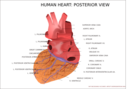 Human Heart Posterior View