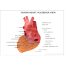 download Human Heart Posterior View clipart image with 0 hue color