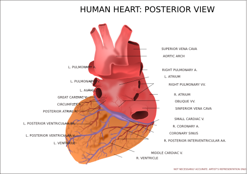Human Heart Posterior View