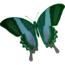 download Papilio Blumei clipart image with 90 hue color