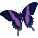 download Papilio Blumei clipart image with 180 hue color