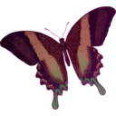download Papilio Blumei clipart image with 270 hue color