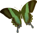 Papilio Blumei