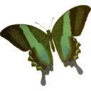 download Papilio Blumei clipart image with 0 hue color