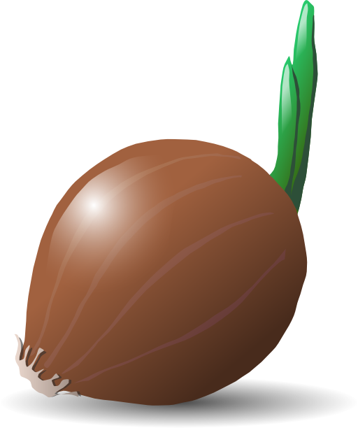 Onion