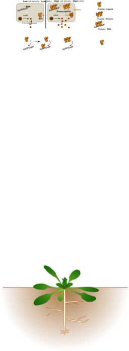 Arabidopsis Thaliana