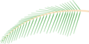 Leaf Of Coconut Tree