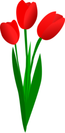 Three Red Tulips