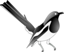 Oriental Magpie Robin