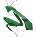 download Praying Mantis clipart image with 45 hue color