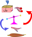 Thermoregulation