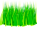 Grass