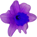 download Crocus clipart image with 225 hue color