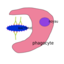 download Phagocytose clipart image with 45 hue color