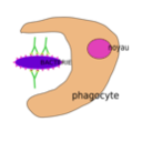 download Phagocytose clipart image with 90 hue color