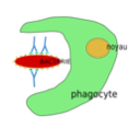 download Phagocytose clipart image with 180 hue color