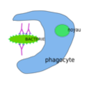 download Phagocytose clipart image with 270 hue color