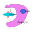 download Phagocytose clipart image with 0 hue color