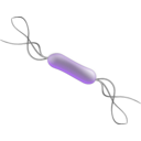 download Listeria clipart image with 45 hue color