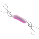 download Listeria clipart image with 90 hue color