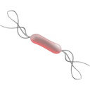 download Listeria clipart image with 135 hue color