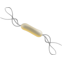download Listeria clipart image with 180 hue color