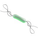download Listeria clipart image with 270 hue color