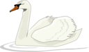 Swan Swimming