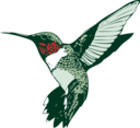 Ruby Throated Hummingbird