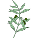 download Olive Branch clipart image with 45 hue color