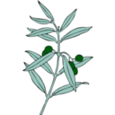 download Olive Branch clipart image with 90 hue color