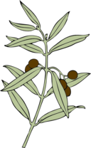 Olive Branch