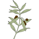 download Olive Branch clipart image with 0 hue color