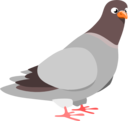 Pigeon