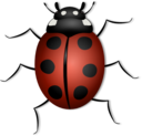 Ladybug