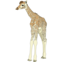 download Baby Giraffe clipart image with 0 hue color