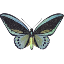 download Ornithoptera Priamus clipart image with 45 hue color