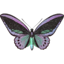 download Ornithoptera Priamus clipart image with 135 hue color