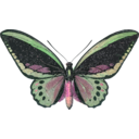 download Ornithoptera Priamus clipart image with 315 hue color