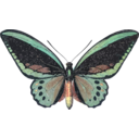 download Ornithoptera Priamus clipart image with 0 hue color