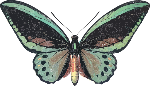 Ornithoptera Priamus