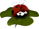 Coccinella