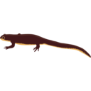 download Newt clipart image with 0 hue color