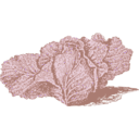 download Jersey Cabbage clipart image with 225 hue color